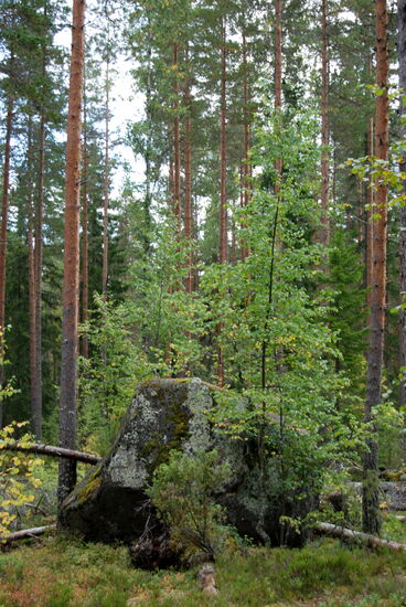 Findling aus der Eiszeit