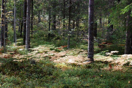 der Farn verfärbte sich schon