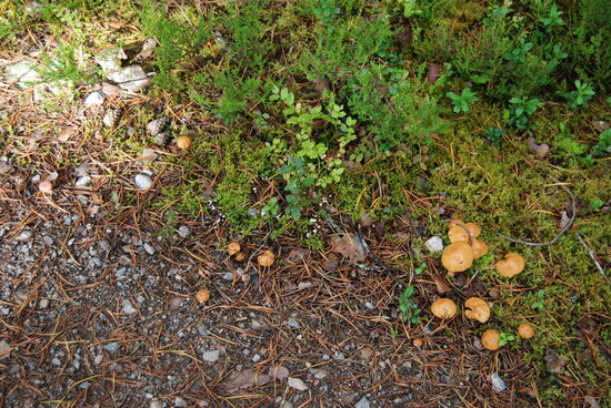 Sandsoppar - Sand-Röhrlinge am Wegesrand