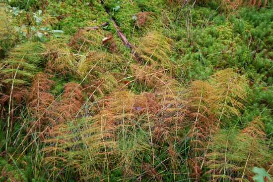 die Schachtelhalme verfärbten sich auch