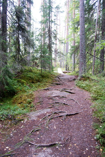 Baumwurzeln auf dem Weg