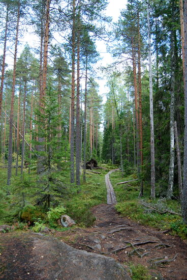 zurück gingen wir den südlichen Parallelweg teilweise über Bohlen