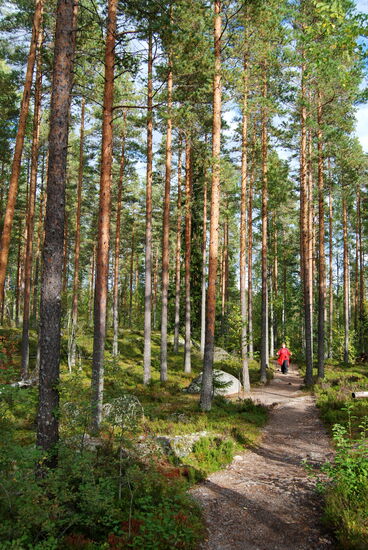 weiter durch den lichten Wald