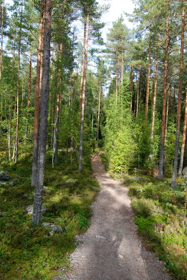 dann waren wir wieder im Wald