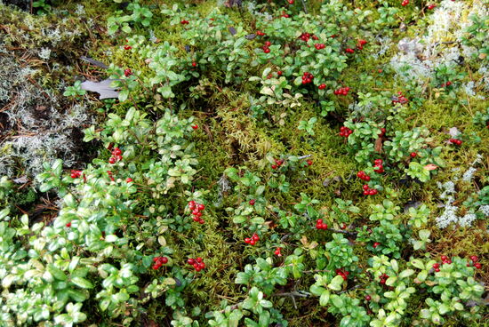 Lingon - Preiselbeeren als Wegzehrung