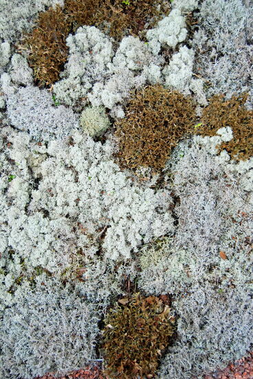 Island-Moos, braun und Rentierflechte, weiß
