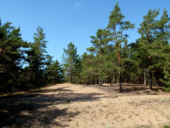 durch eine bewaldete Dünenlandschaft