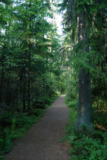 ein schöner Weg führte durch den Wald