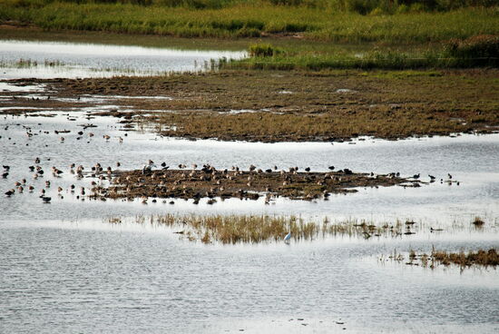 hier sammelten sich viele Vögel
