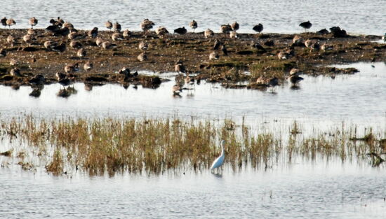 wir sahen auch einen Silberreiher (vorn), der eigentlich nur weiter im Süden vorkommt