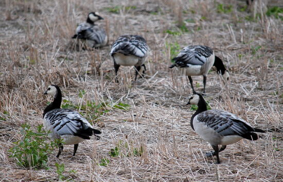 Weißwangengänse am Wegesrand