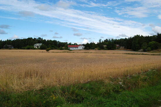 Felder neben dem Weg