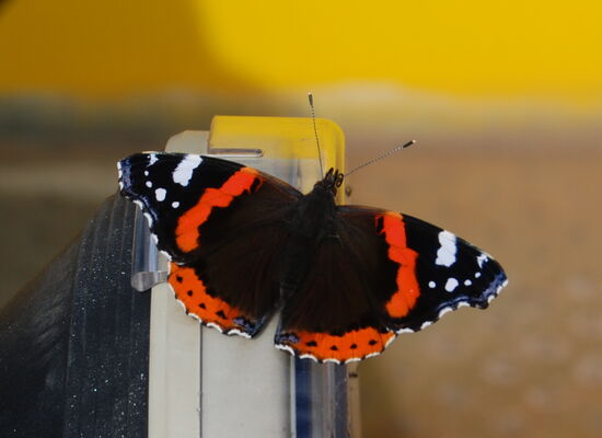 ein blinder Passagier