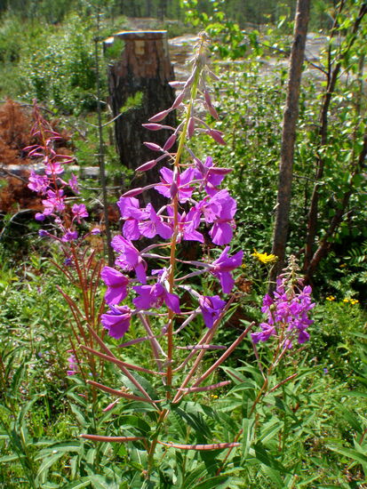 Weidenröschen - Rallarros