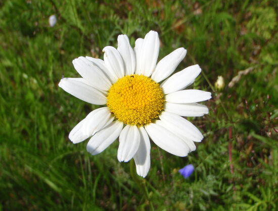 Margarite - Prästkragen