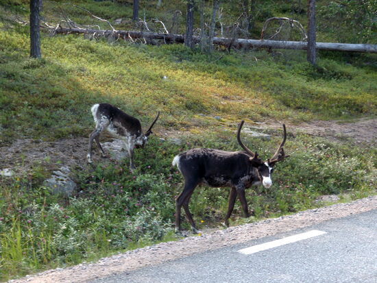 Rentiere am Wegesrand