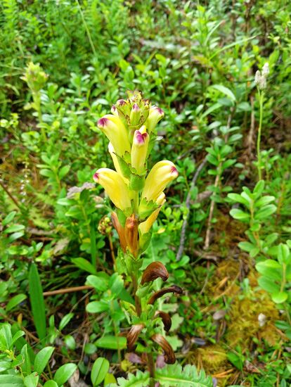 Kung Karls spira - Karlszepter oder König-Karls-Läusekraut
