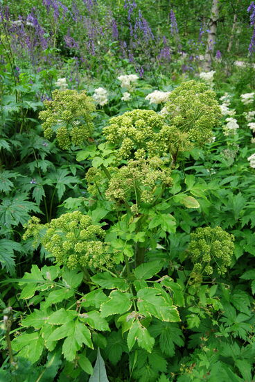 Angelika - Engelswurz