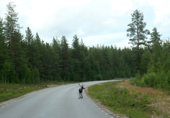 mal wieder Rentiere auf dem Weg