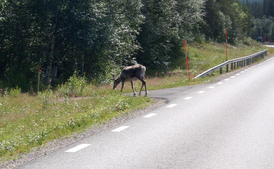 immer wieder sahen wir Rentiere