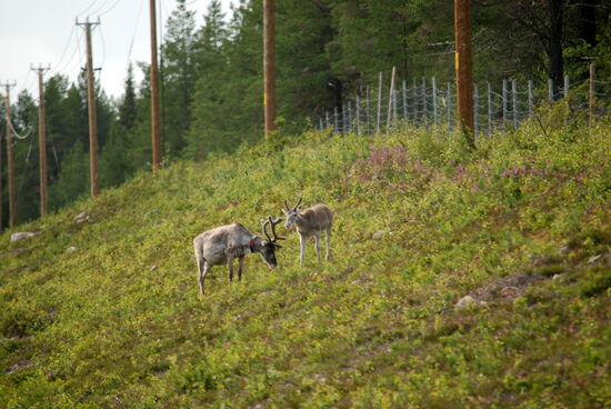 Rentiere neben der Straße