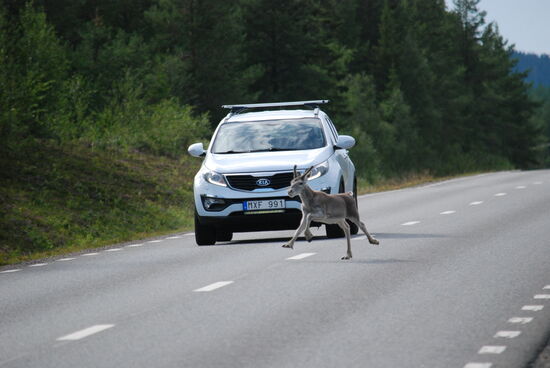 können auch plötzlich vors Auto laufen