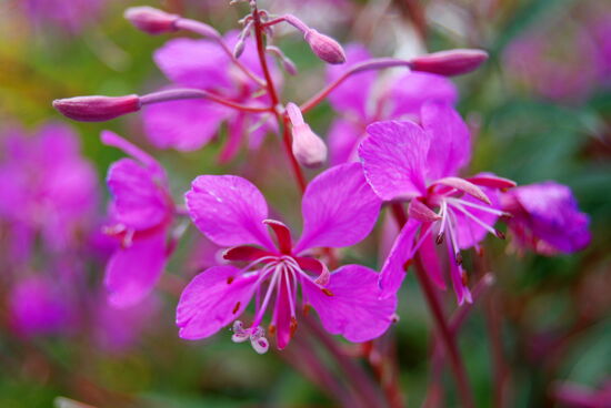 Weidenröschen - Rallarros
