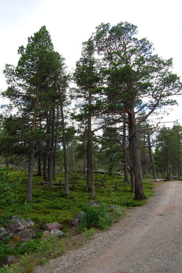 der alte Baumbestand am Weg