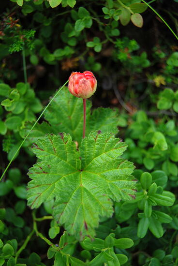 Hjortron, Multebeere, noch nicht reif