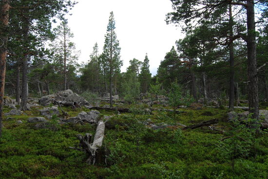 die Bäume sind 200 - 300 Jahre alt