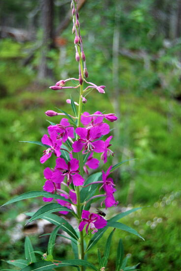 Weidenröschen, Rallarros