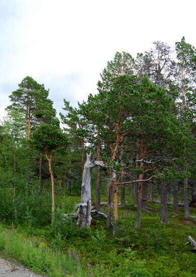 durch den alten Wald