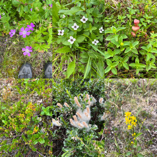 Vegetation am Wegesrand