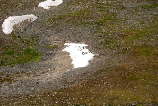 sahen wir eine Rentierherde