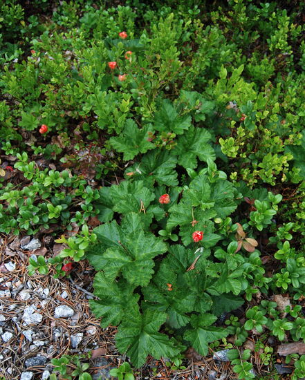 Hjortron - Multebeeren