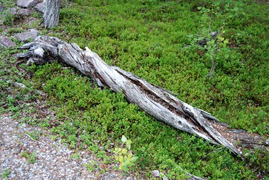 auf dem Weg zum Naturum