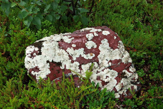 Stein mit Flechten