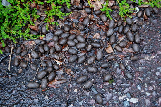 hier waren auch Elche