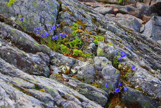 in den Felsspalten blühten verschiedene Blumen, oft Glockenblumen
