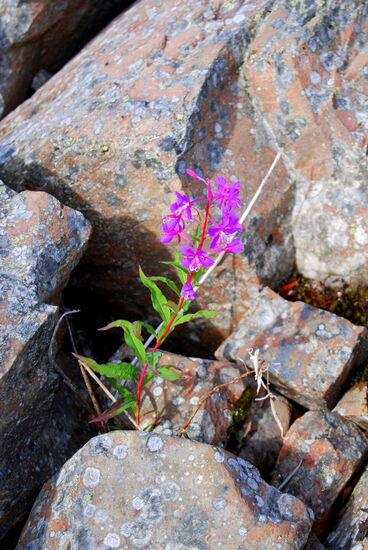 Weidenröschen - Rallarros