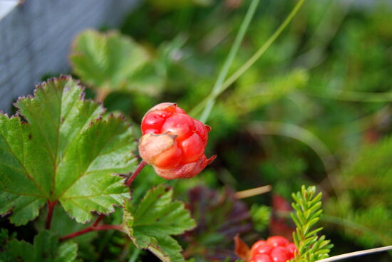 Hjortron - Multebeeren sehen