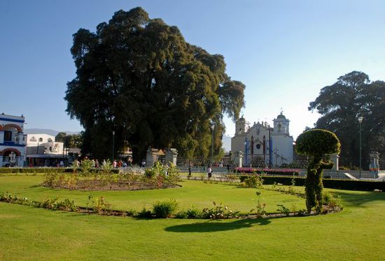 angeblich größte Biomasse der Erde