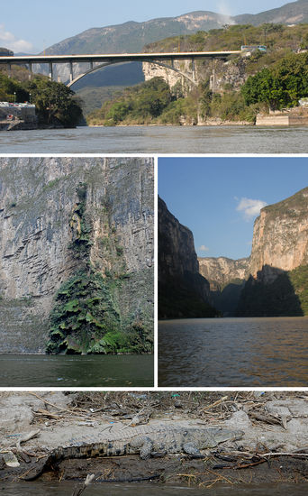 Sumidero Canyon - erstes wildes Krokodil