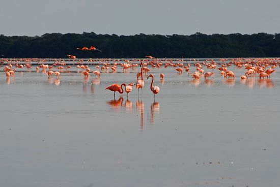 CELESTÚN - Flamingos....
