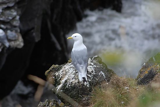 Vogelelsen bei Helnar