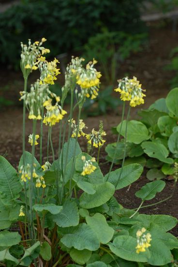 Himmelschlüssel 1/2 m hoch!