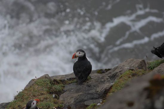 Puffins