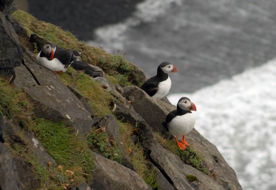 Puffins