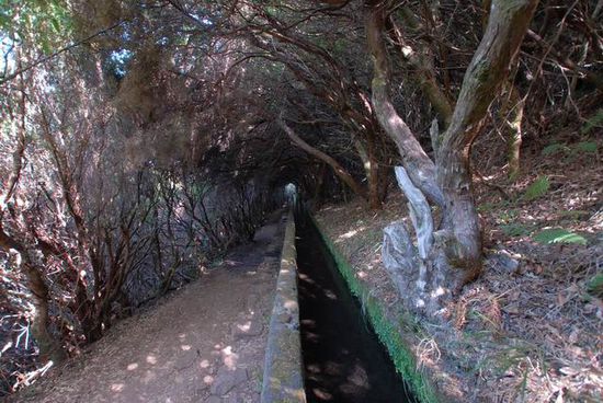 Durch den Wald der Levada entlang