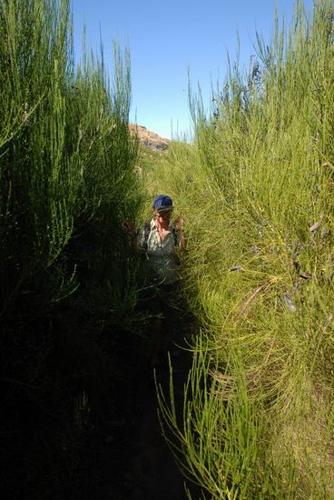 Mannshoher Stechginster!